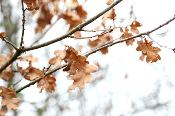 Bronze oak Leaves against a white sky on a crisp day in the UK
