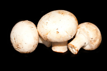 mushrooms isolated on black background