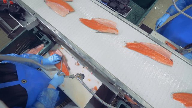 Plant workers utting off fins on a fish fillet, top view.