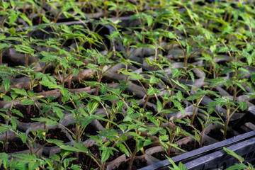 Growing tomato seedlings. Small sprouts of tomato growing in the greenhouse, February, March.