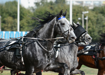Potrait of a gray horse trotter breed in motion on hippodrome