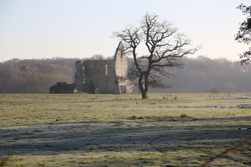 Ruined Abbey with Tree