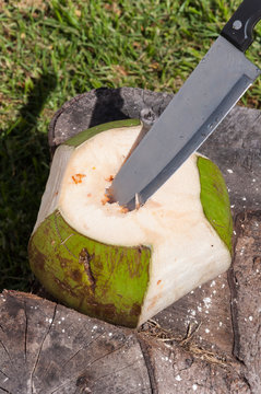 Coco fresco lito para beber su agua