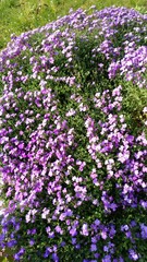 Fototapeta premium purple flowers in the garden