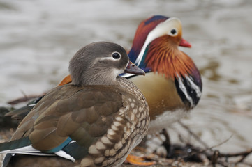 A Pair of mandrin ducks