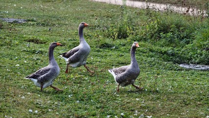family of geese