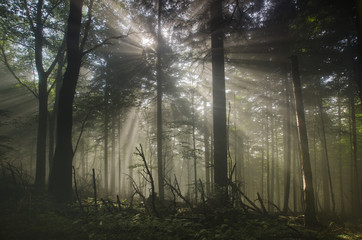 Fototapeta na wymiar Sun and fog in the forest landscape