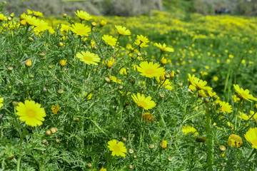 Yellow daisies in the meadow, flowers, spring