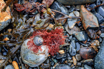 periwinkle snail seaweed and rocks macro