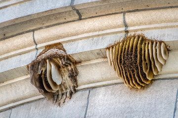 Bees on building