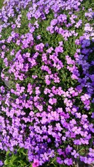 purple flowers in the garden