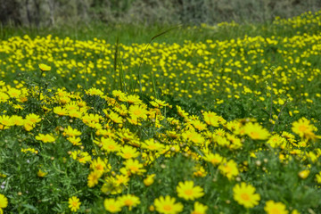 Yellow daisies in the meadow, flowers, spring