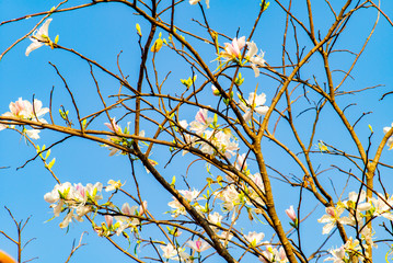 Bauhinia variegata in Chiang Rai