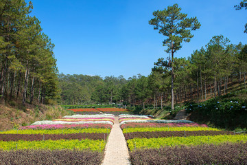 Fototapeta premium Valley of Love Da Lat, Vietnam