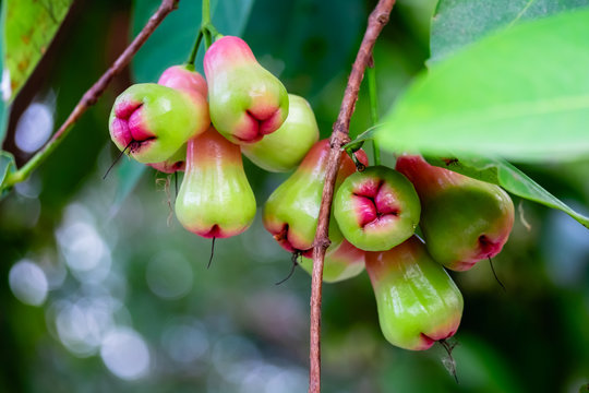 rose apple and plant