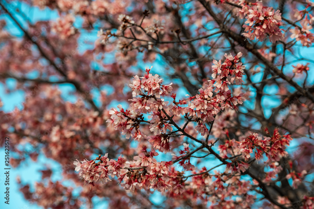 Canvas Prints Cherry blossoms on the Cote d'Azur