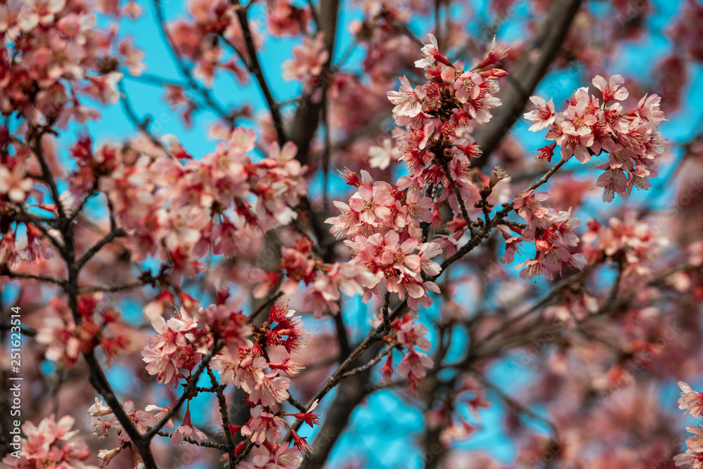 Sticker Cherry blossoms on the Cote d'Azur