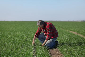Naklejka na ściany i meble Agriculture, farmer examine wheat field