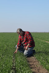 Naklejka na ściany i meble Agriculture, farmer examine wheat field