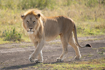 Fototapeta na wymiar Walking Lion