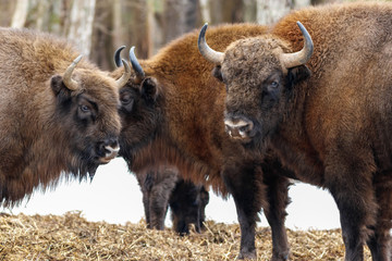 European bison (wisent)