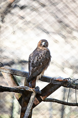Hawk sitting by Prey to eat