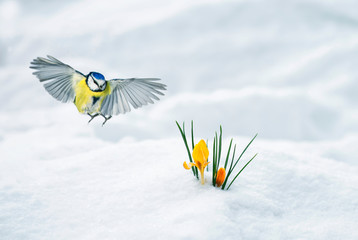 elegant holiday card bird tit flies widely spreading its wings to the first delicate yellow flowers...