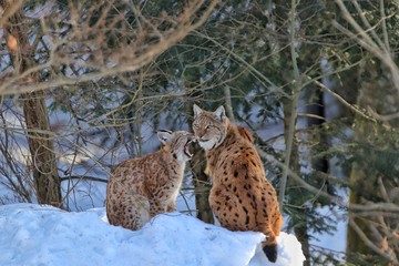 Luchs Baby und Mama