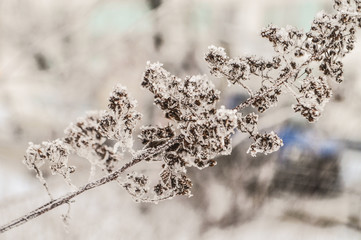spring frozen branch