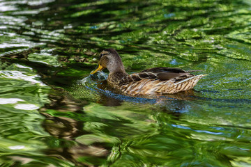 Fototapeta premium Ducks in a shady summer pond.