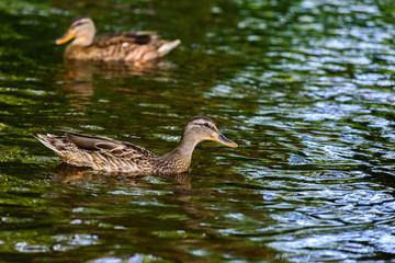Ducks in a shady summer pond.
