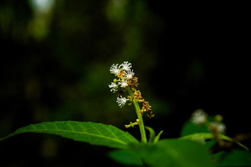 Small flowers  in the tropical rain forest