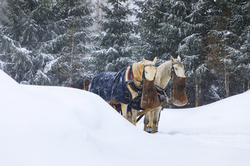 Horse carriage in mountains in blizzard