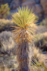 A small Joshua tree grows out of the ground