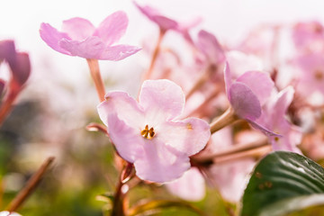 Small flowers  in the tropical rain forest