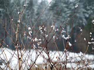 Branch of a bush in the snow. Winter background