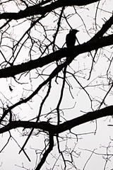 Krähe auf Baum