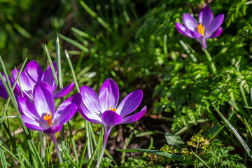 Purple crocus flowers in the Sussex countryside, on a sunny early spring day
