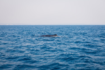 Fototapeta premium Australia whale queensland island