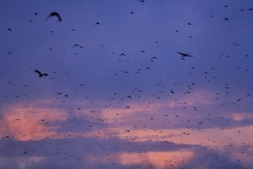 flock of birds flying in the sky - sunset