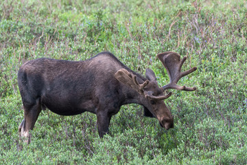 Shiras Moose in Colorado. Shiras are the smallest species of Moose in North America