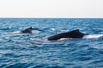 Naklejka premium Australia whale in queensland whitsundays