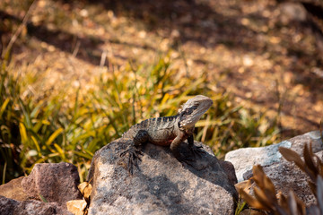 Australia iguana
