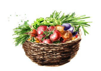 Freshly picked vegetables in basket. Watercolor hand drawn illustration, isolated on white background
