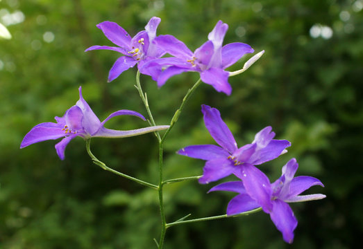 Flowers of Forking Larkspur (Consolida regalis)