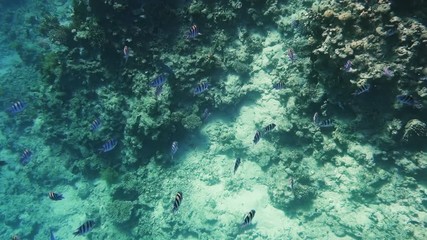 Underwater coral reef with tropical fish sergeant major
