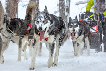 Team sled dogs running along a snowy road during heavy snow. Snow stuck to dog`s muzzles
