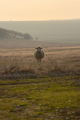 One sheep on field in sunset