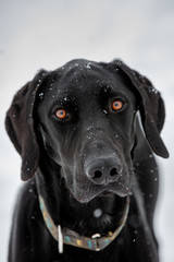 Portrait of a dog in snow flakes. Black metise with amber-colored eyes from the team of sled dogs