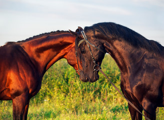 couple of Trakehner stallions in meadow